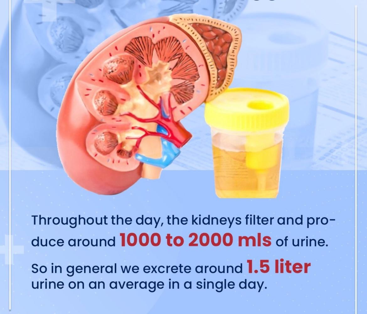 Kidney urine filtration fact graphic